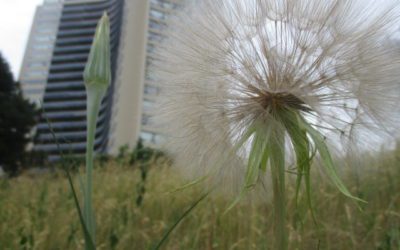 This Spot is Hot: Flemingdon Park Photo Project!