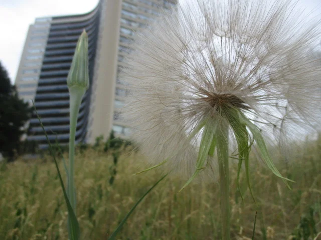 This Spot is Hot: Flemingdon Park Photo Project!
