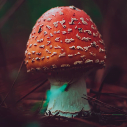 Toronto Mycelial Network