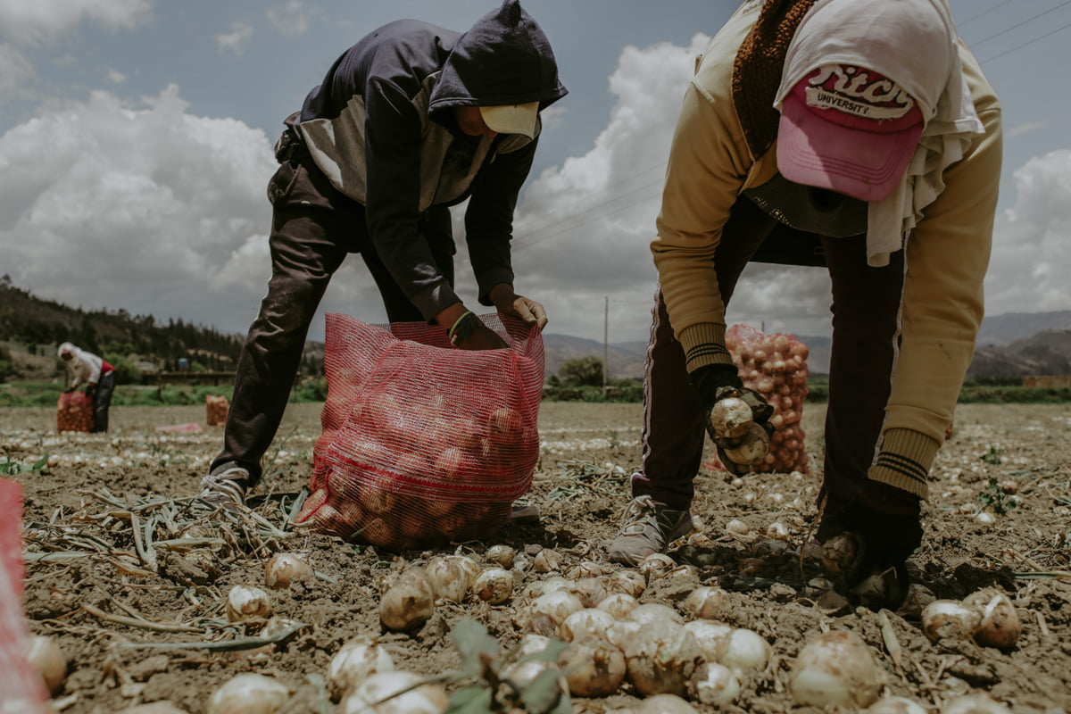 This action shot shows two men working in tandem, bent to the ground as they engage in the labor of global commodities. The man closer to us, in an Abercrombie and Fitch ‘University’ cap, is pulling onions from the ground and leaving them on the ground. The man, with a hoodie pulled over his cap, follows behind, depositing the freshly harvested onions  into a half full mesh bag. 