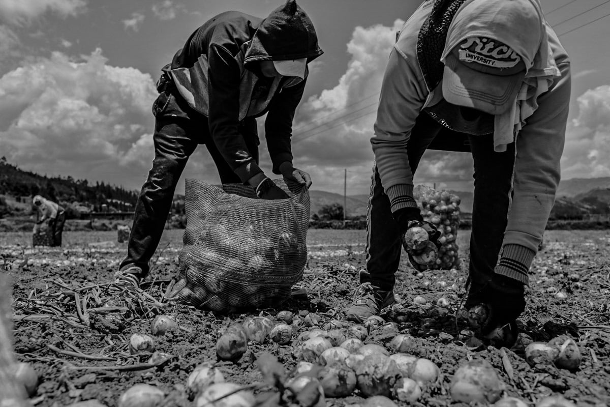 This action shot shows two men working in tandem, bent to the ground as they engage in the labor of global commodities. The man closer to us, in an Abercrombie and Fitch ‘University’ cap, is pulling onions from the ground and leaving them on the ground. The man, with a hoodie pulled over his cap, follows behind, depositing the freshly harvested onions  into a half full mesh bag. 