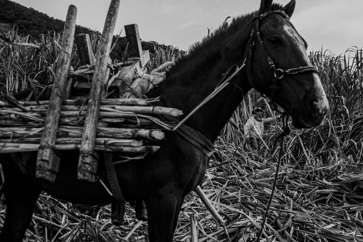 This profile view of a brown mule situates us in its eyeline. It is watching us as it stands amid a scattered ground of freshly cut sugar cane. Affixed to its back is a wood contraption, where the harvested sugar cane will soon be loaded for a trip to the factory.  