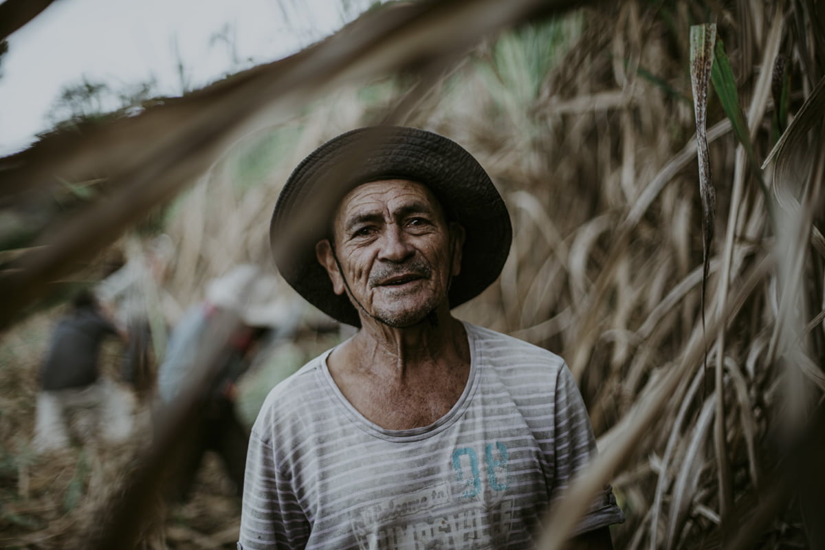 His eyes twinkle, brightening his weathered, work-worn face in this portrait. He pauses, looking at us and also beyond us, his beatific gaze shielded and encircled by the halo of a hat brim. Behind him, the other workers continue to wrestle the towering wall of dry, leafy stalks, emphasizing his momentary stillness with the blur of their industry.