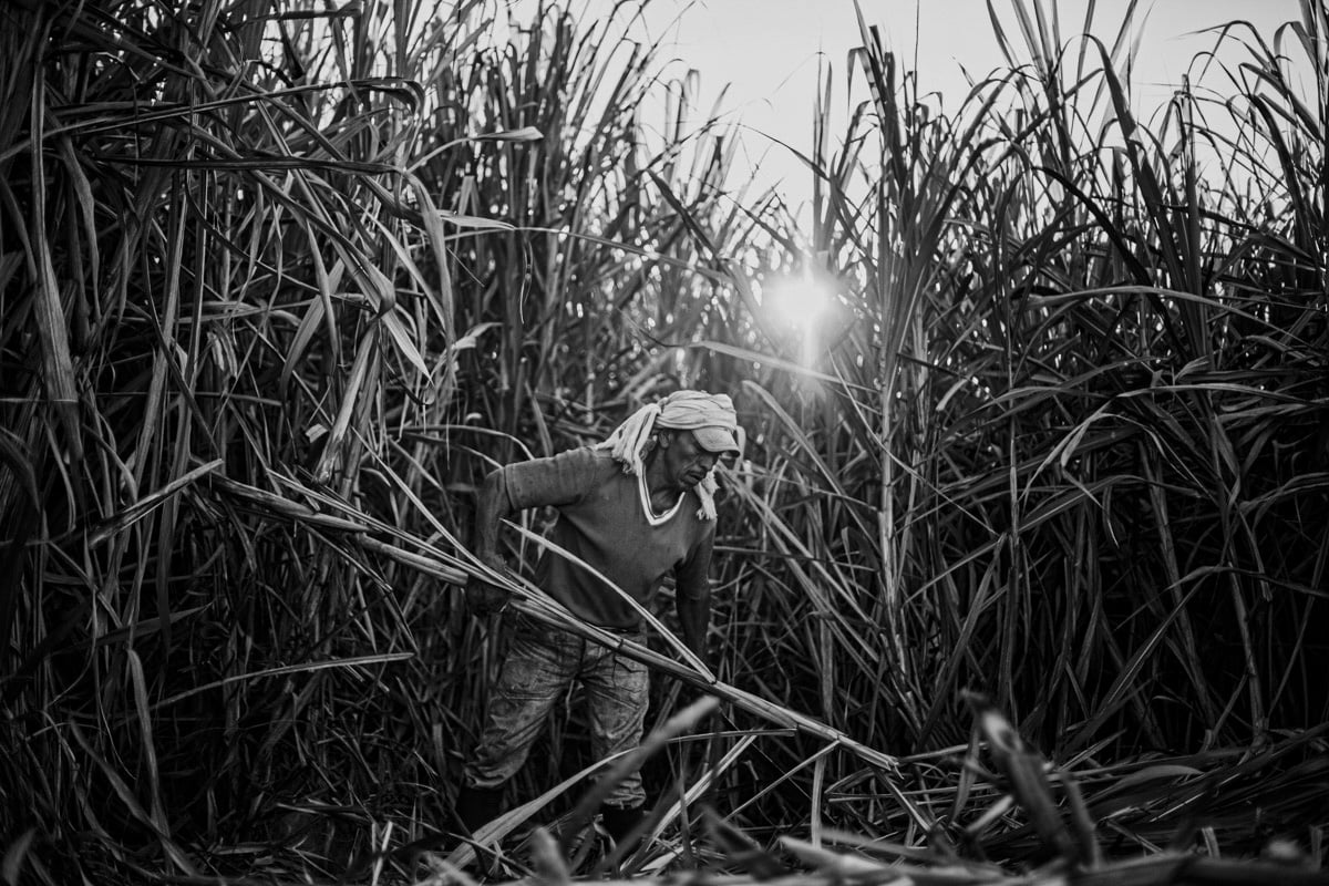 An idigenous man is gathering freshly cut stalks from a field of sugarcane that tower majestically over him, protecting him from the beating sun with their shade. Dried at the base, they blossom into long grass shaped leaves above. While he is hard at work, there is a stillness to this image, as though he is caught in a corn maze. 
