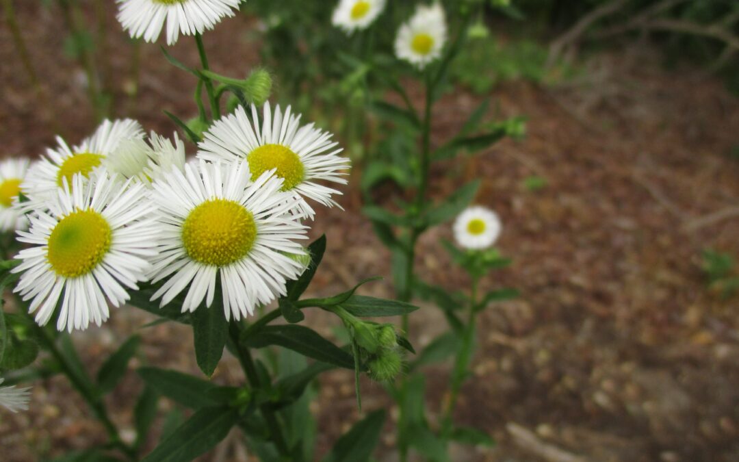 Maherah – Tranquil Flora