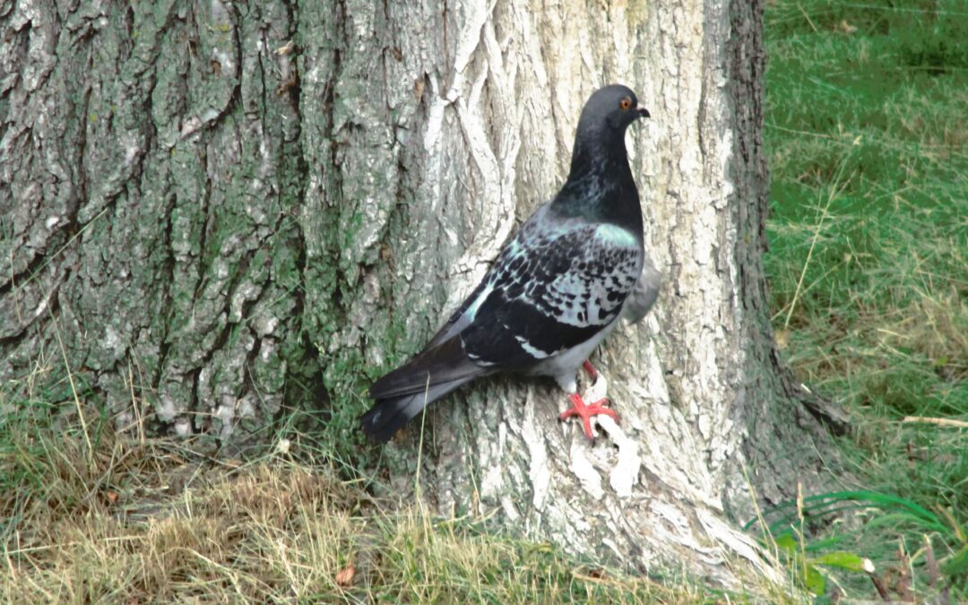 Sarem – Flemingdon Bird